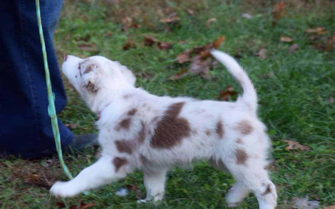 Leash walking problems