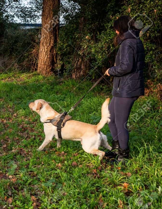 Barking Lunging at Dogs Mariah Hinds Dog Training