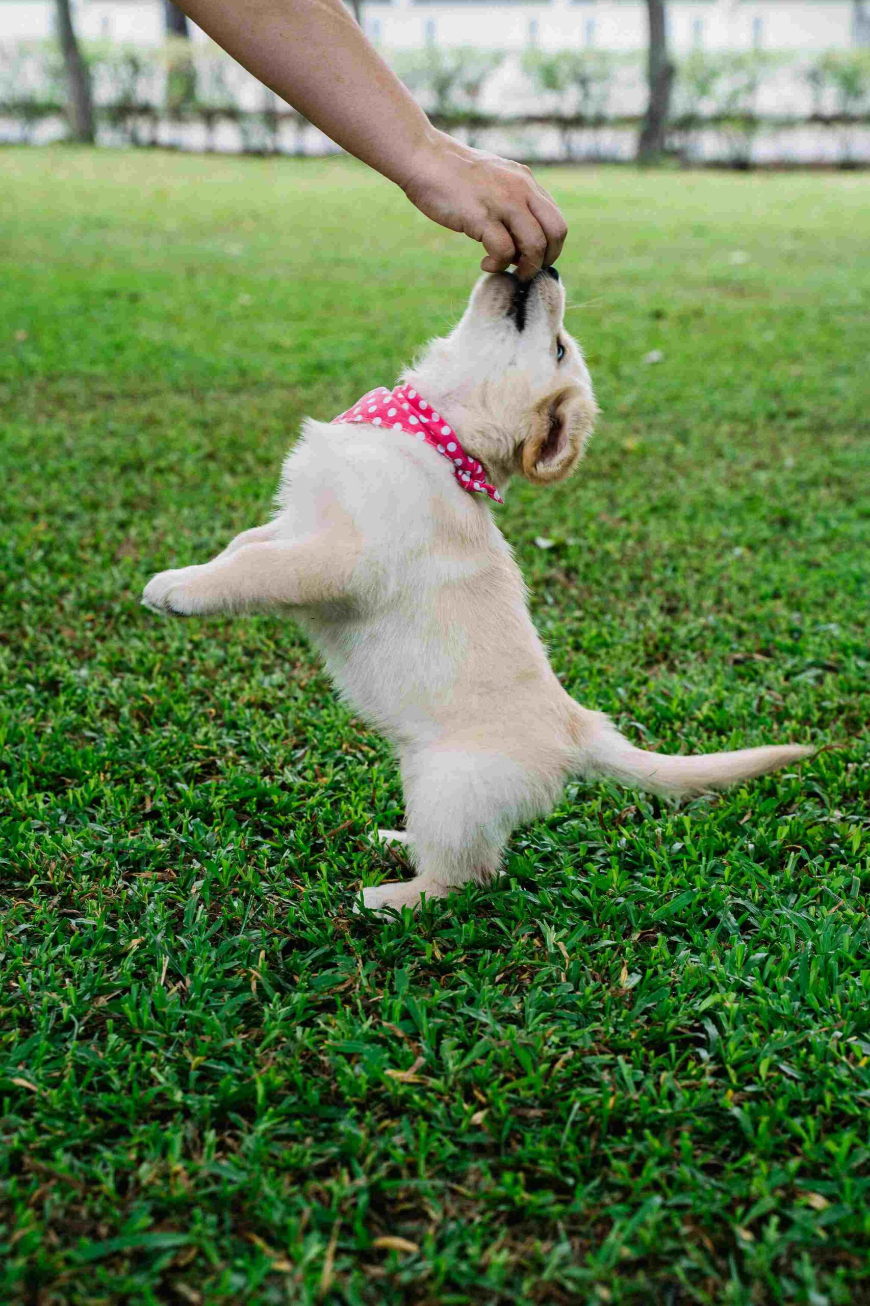 charlotte nc puppy potty training camp