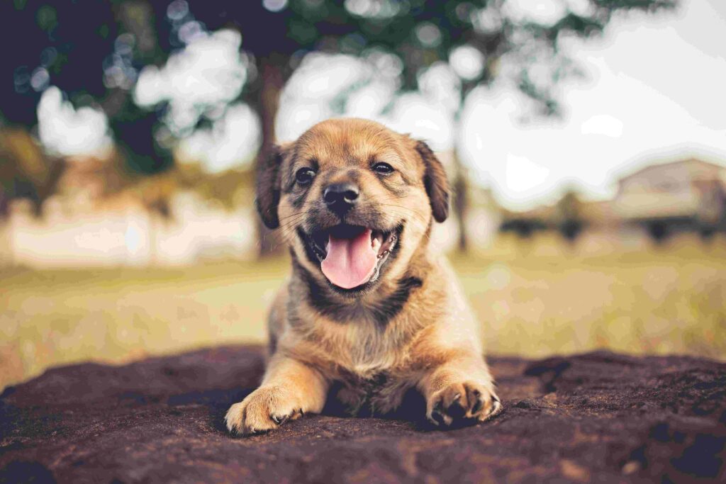 dog potty training near me