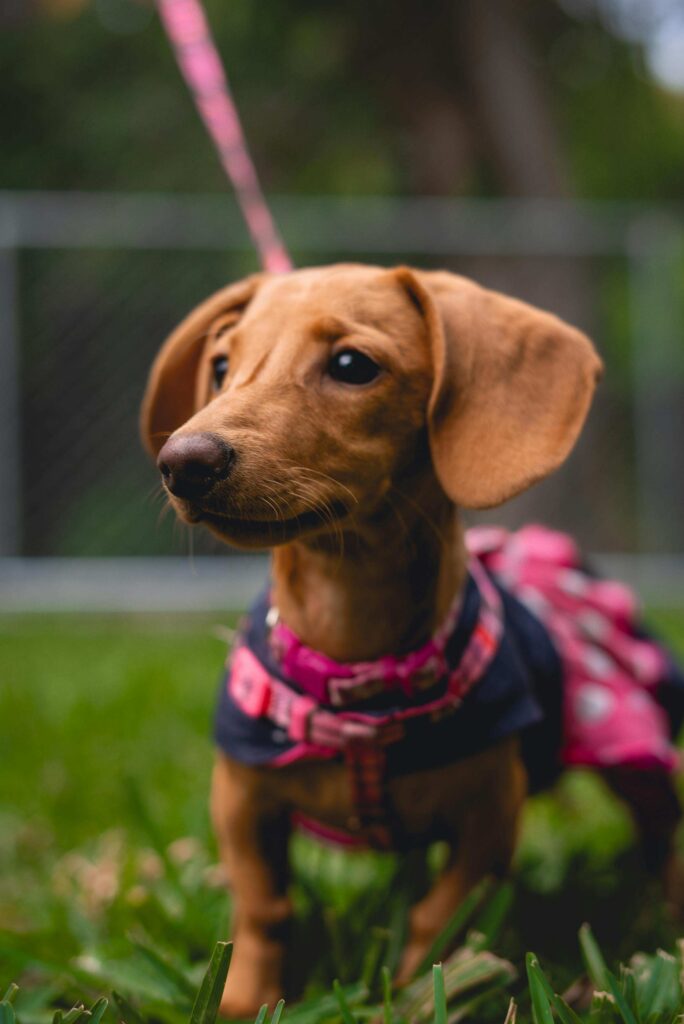 puppy potty training camp