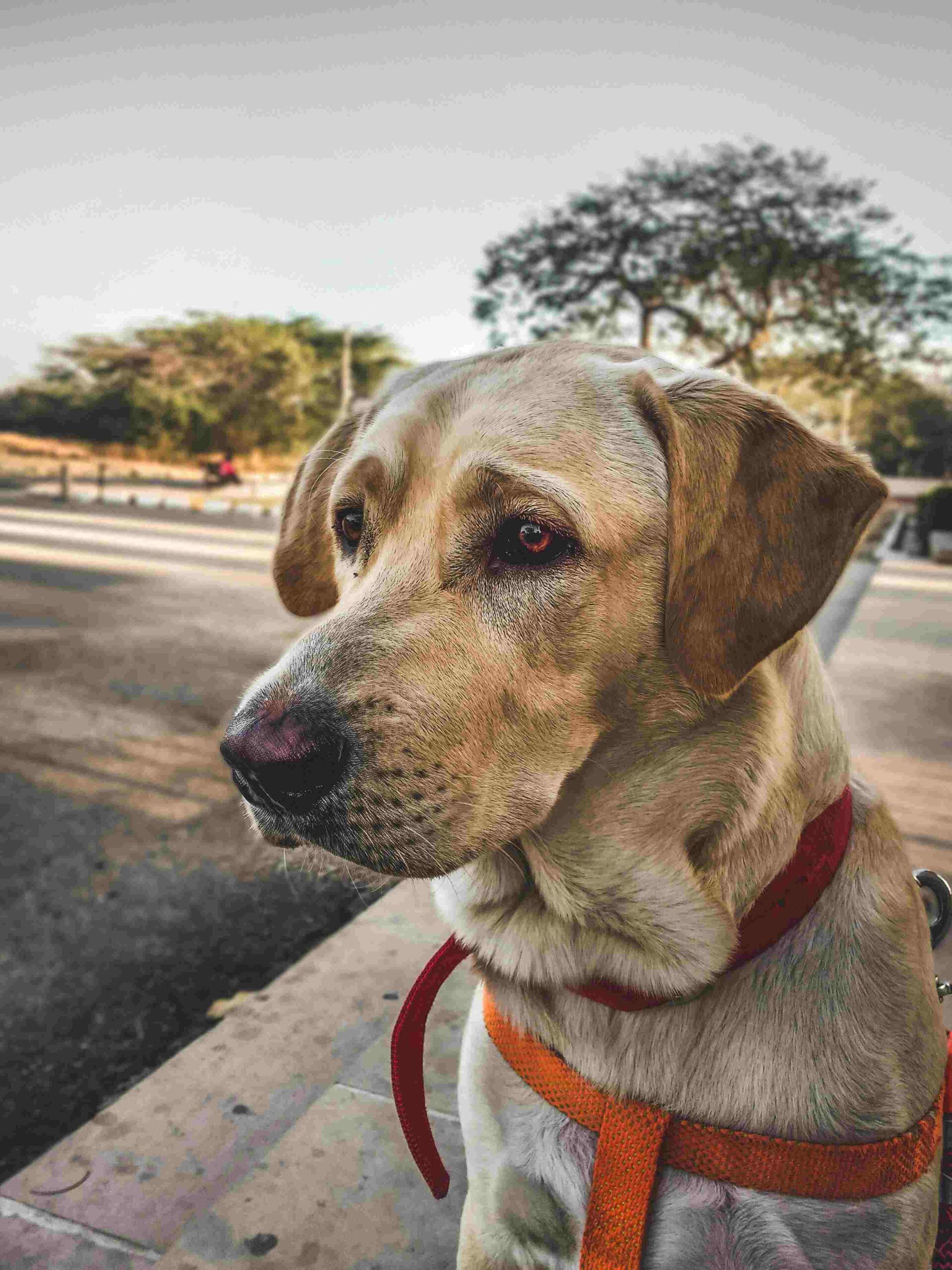 reactivity training for dogs near me