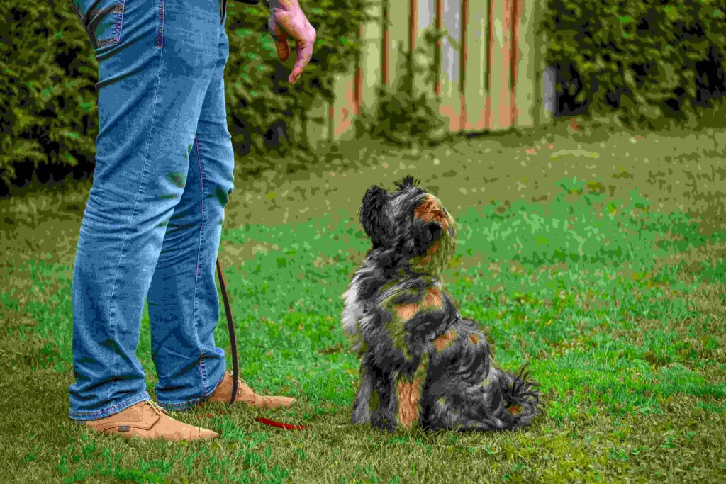 dog potty training