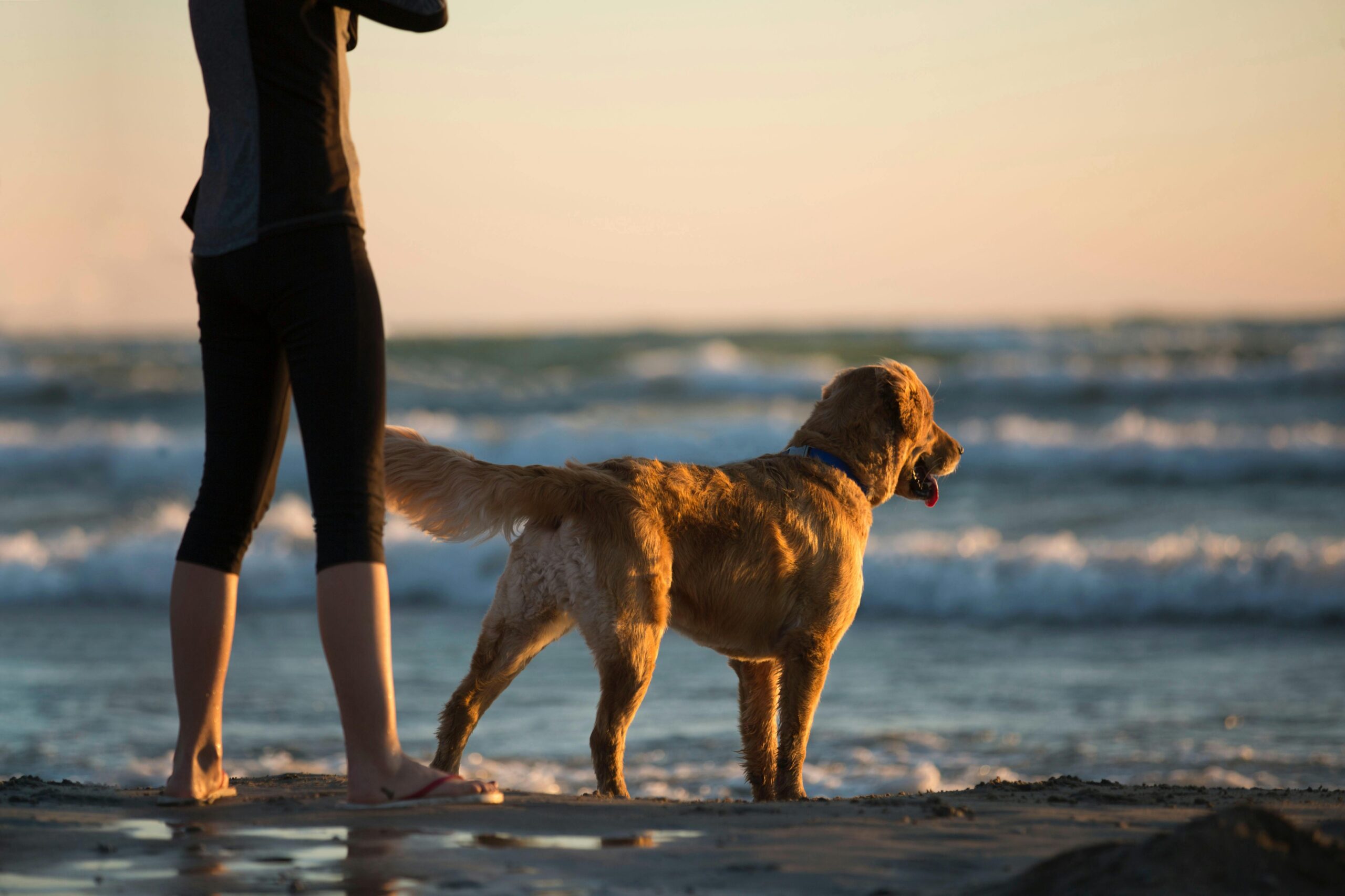 Lake Wylie Dog Training