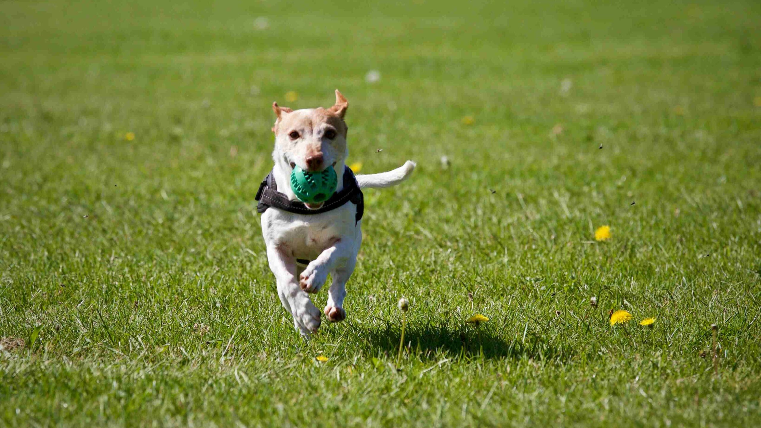 dog training fort mill sc