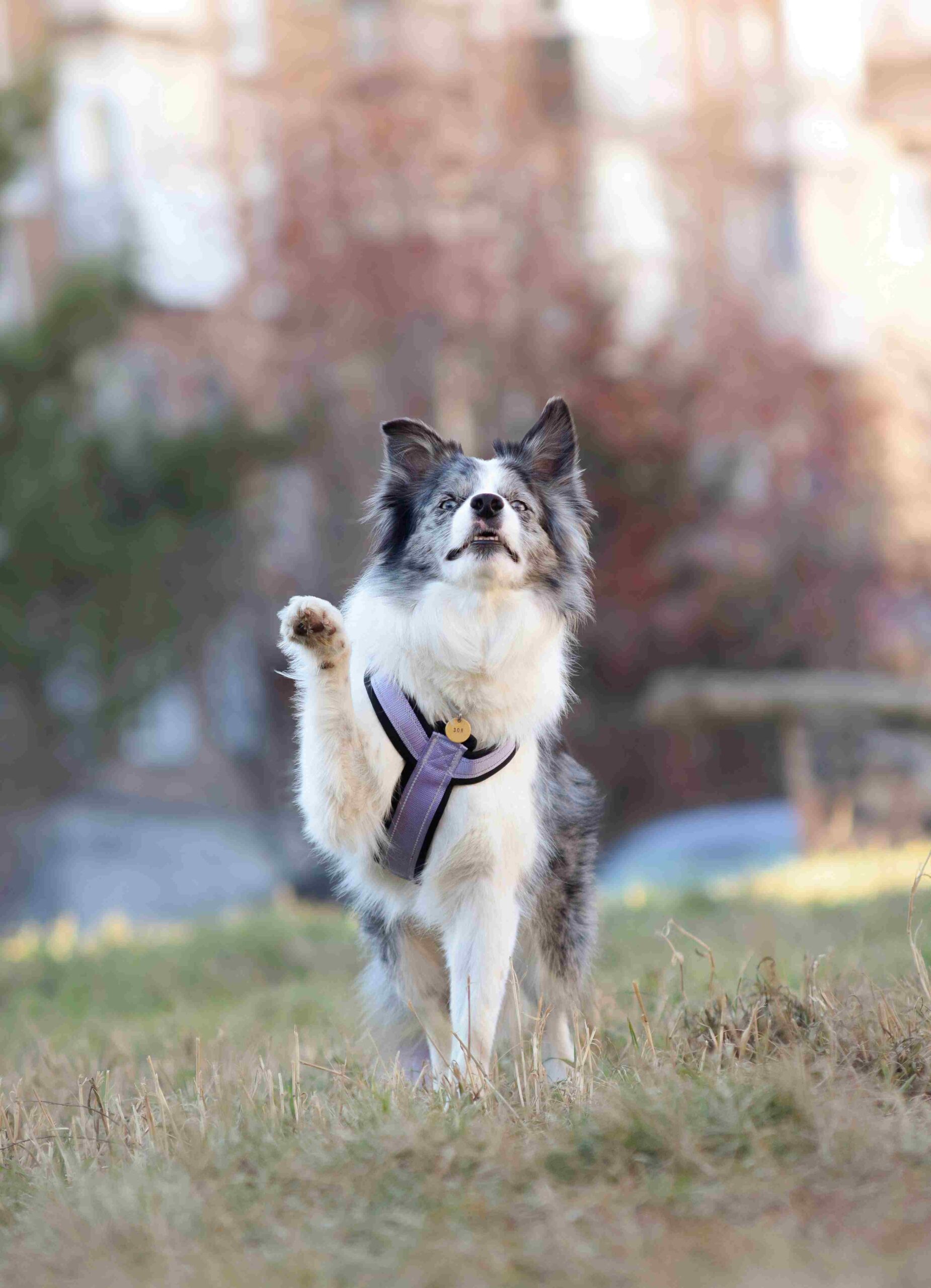 dog training in fort mill sc