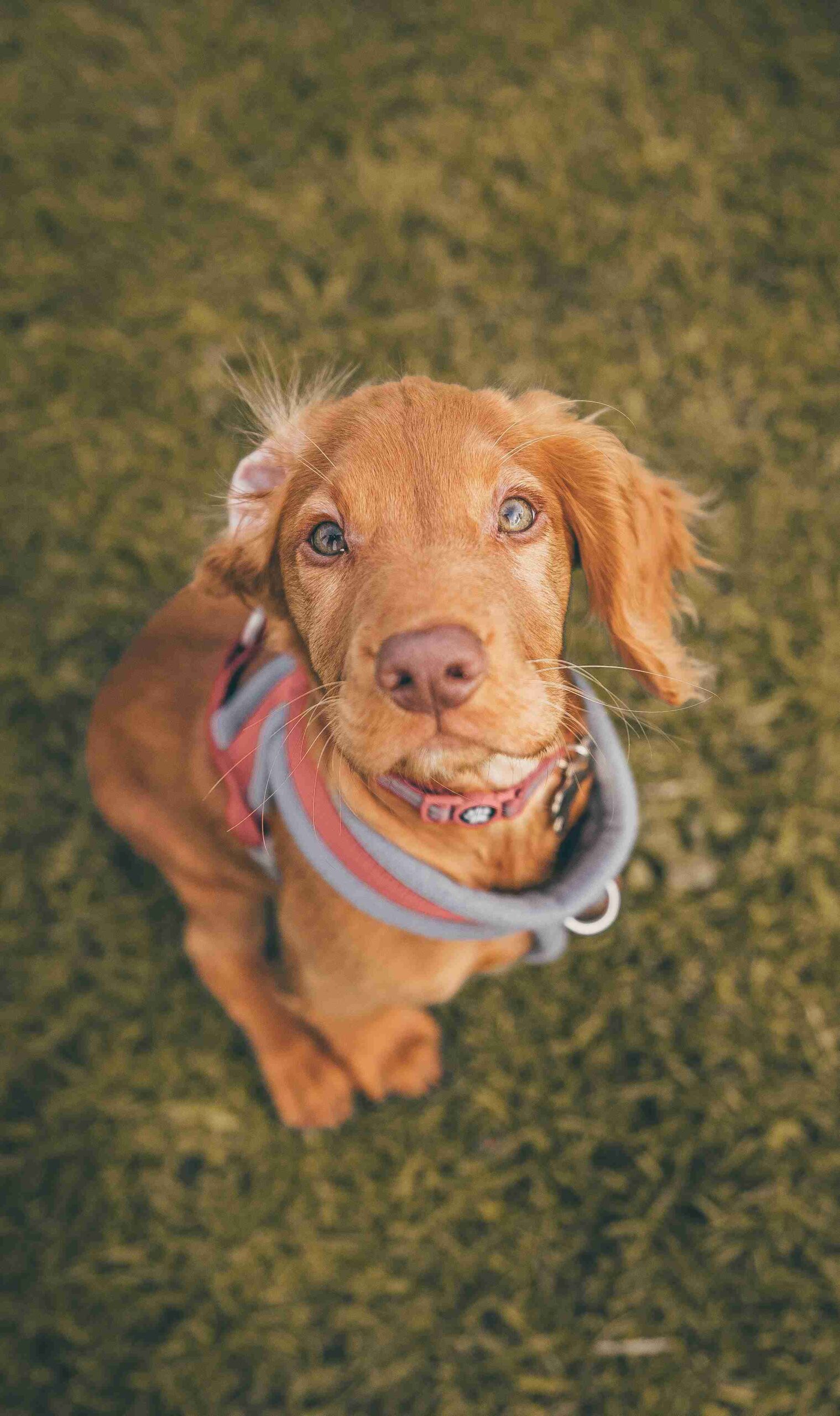 puppy potty training near me